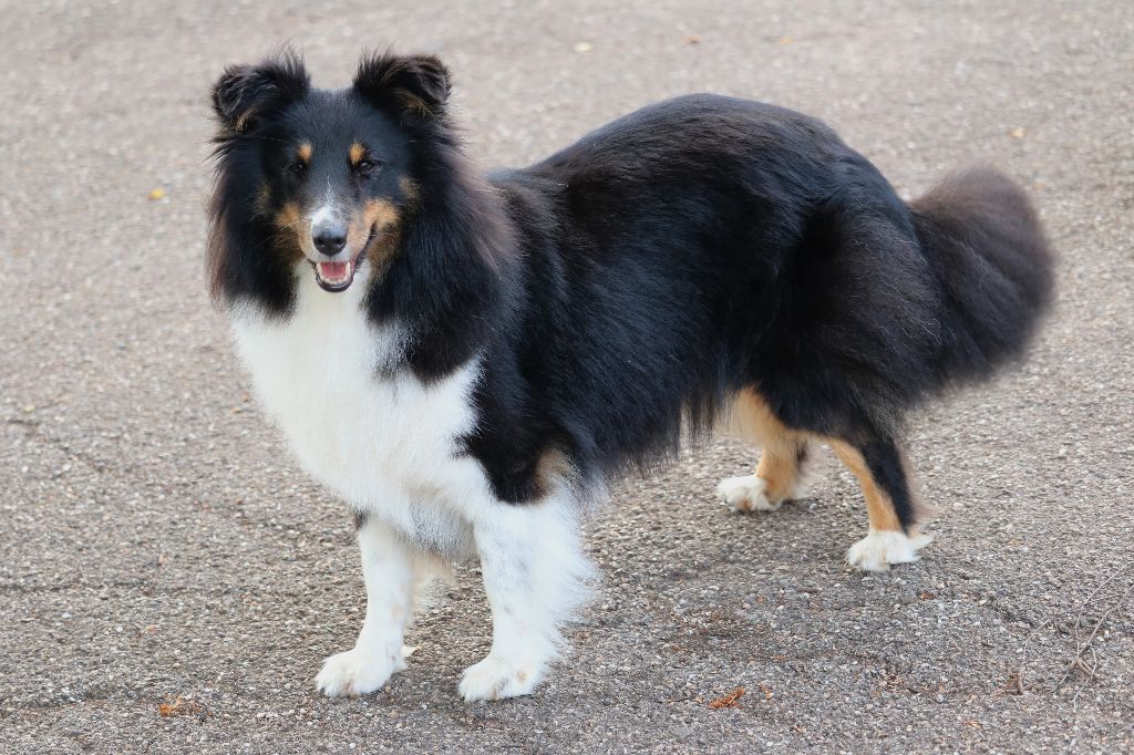 Gaisha sombre Du domaine de beaurecueil