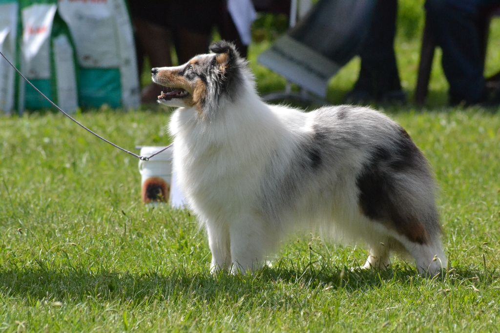 CH. Lady blue du Domaine de la Salvonière