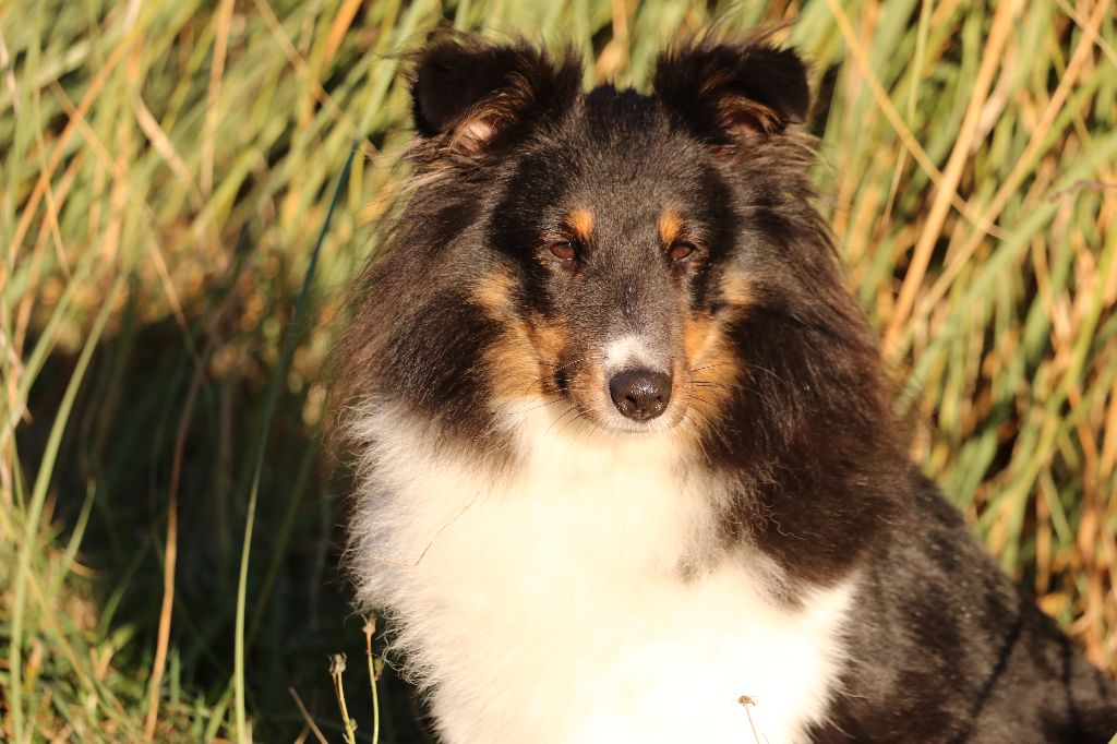 Gaisha sombre Du domaine de beaurecueil