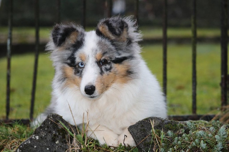 CH. Lady blue du Domaine de la Salvonière