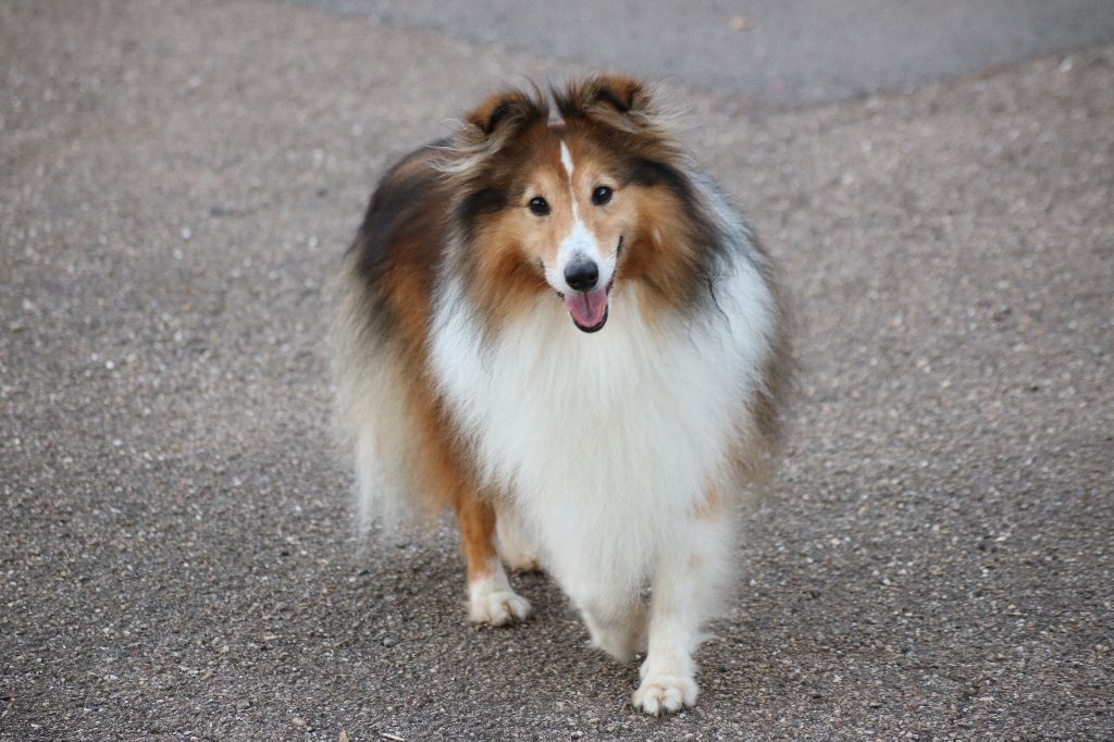 Cooper Du chateau de  francogney