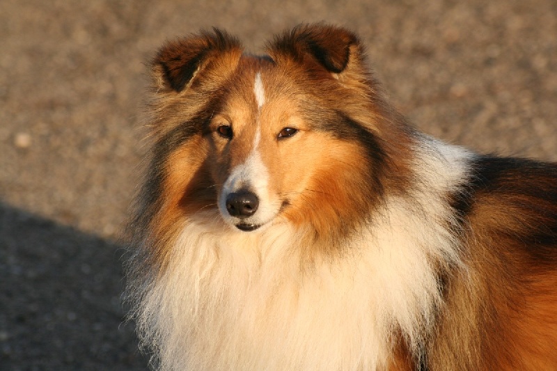 Cooper Du chateau de  francogney