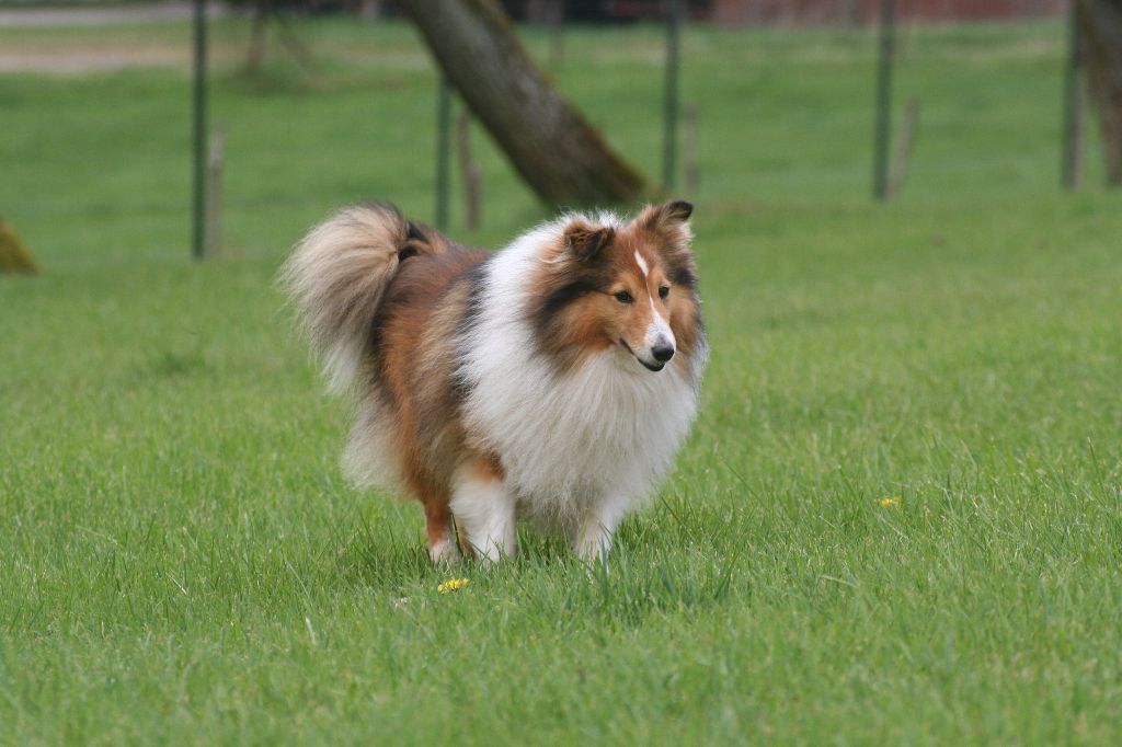 Cooper Du chateau de  francogney