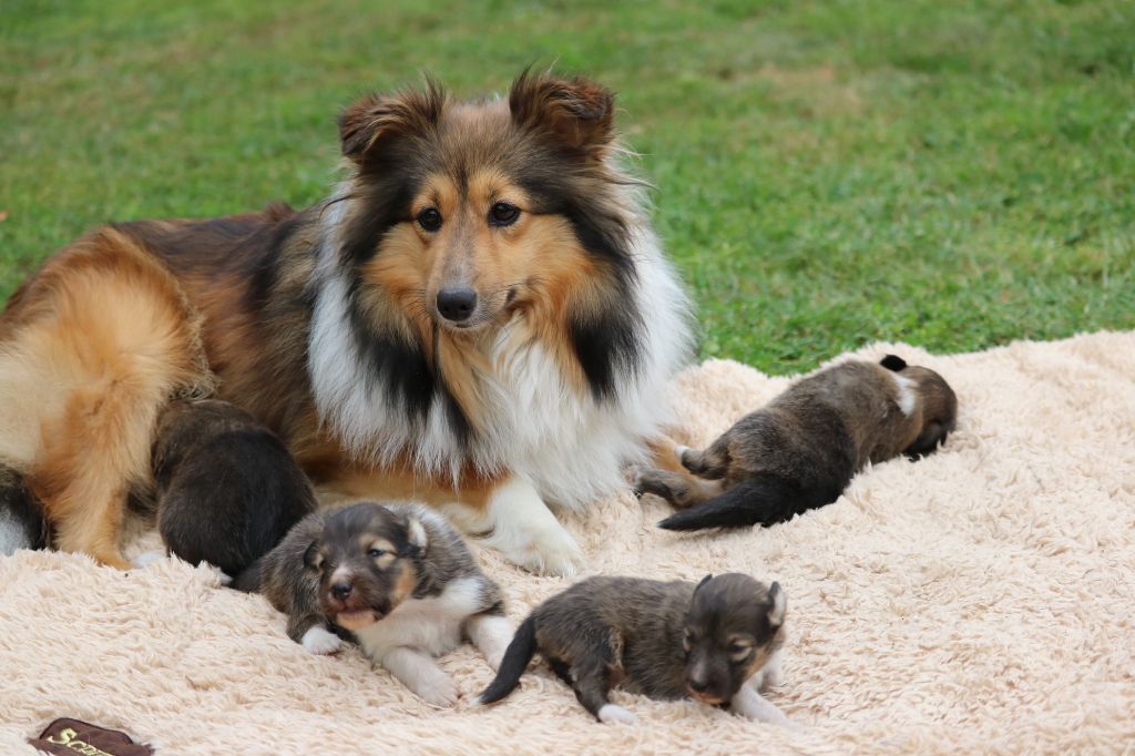 du Domaine de la Salvonière - Shetland Sheepdog - Portée née le 20/08/2017