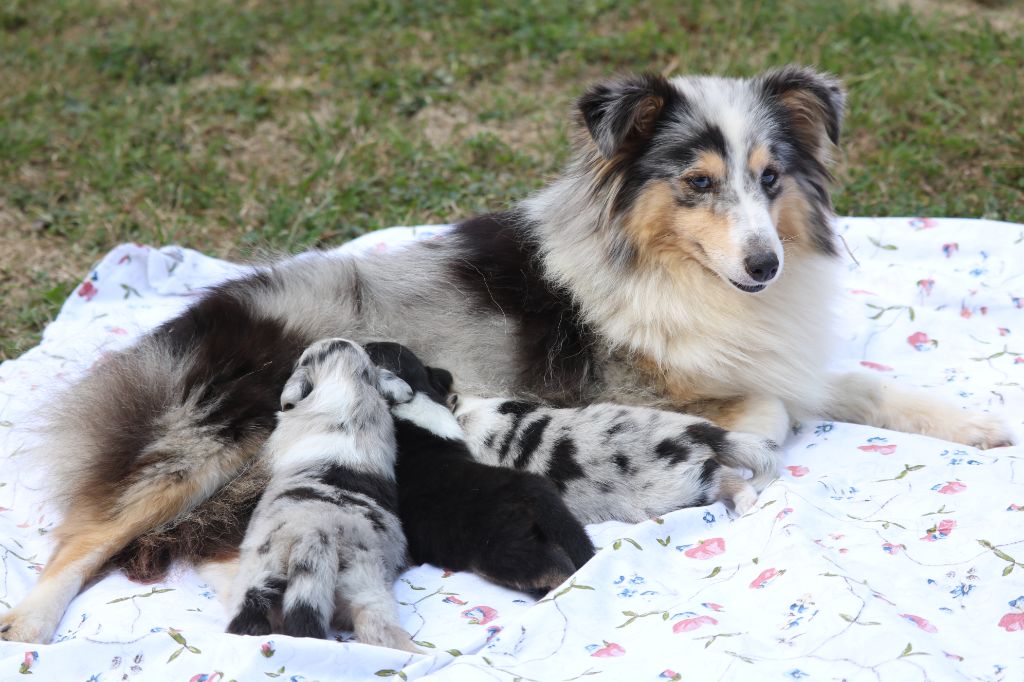 chiot Shetland Sheepdog du Domaine de la Salvonière