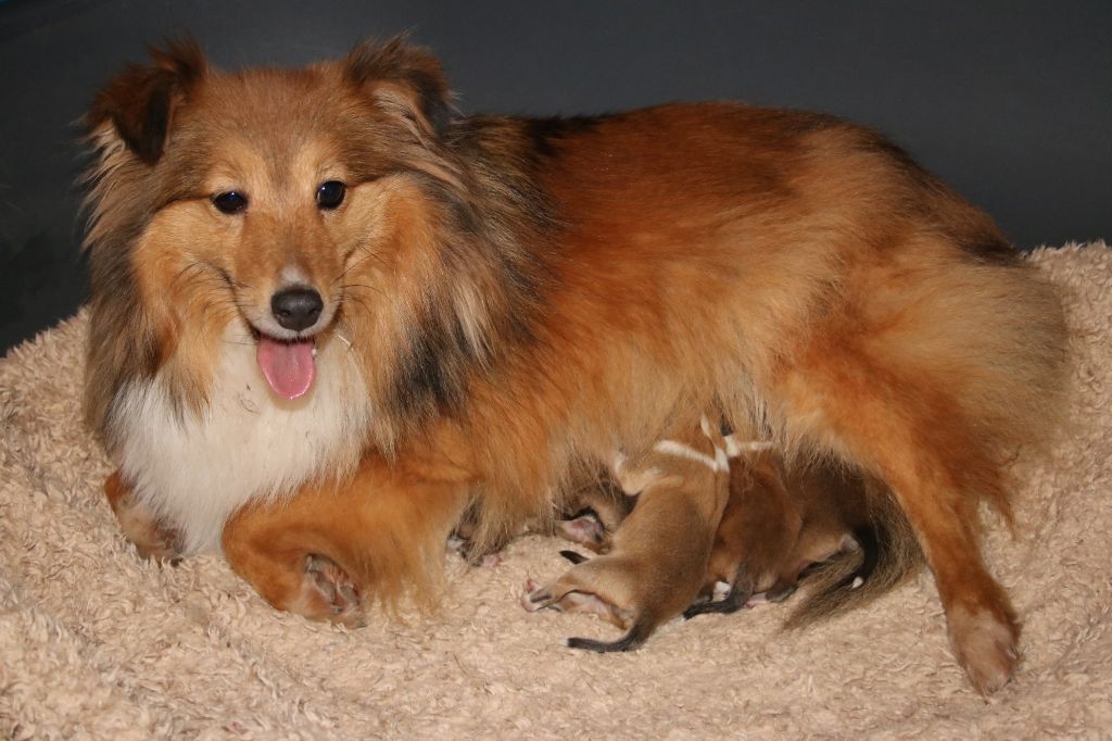 du Domaine de la Salvonière - Shetland Sheepdog - Portée née le 16/01/2018