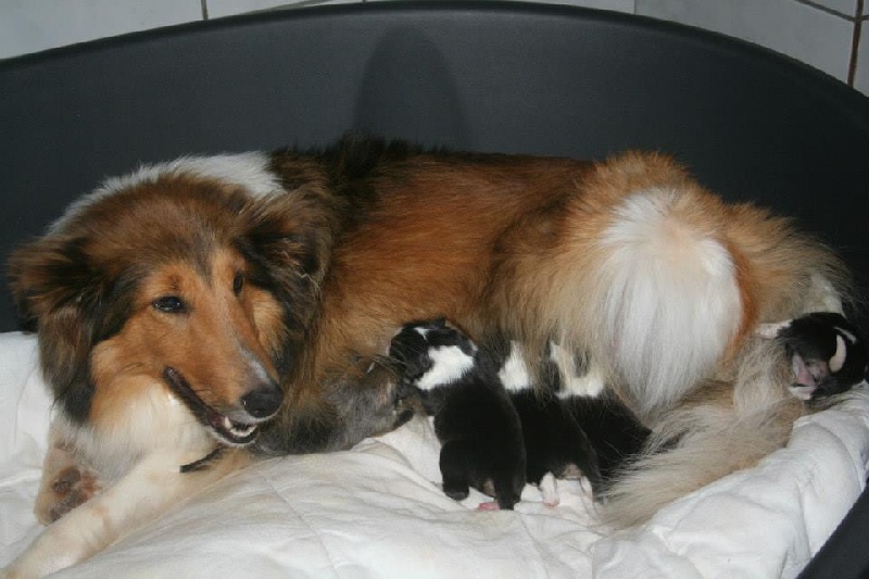 du Domaine de la Salvonière - Shetland Sheepdog - Portée née le 11/10/2013