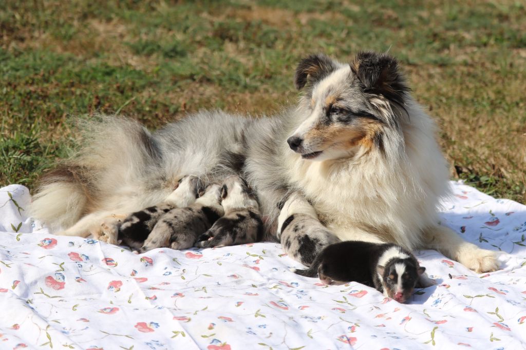 chiot Shetland Sheepdog du Domaine de la Salvonière