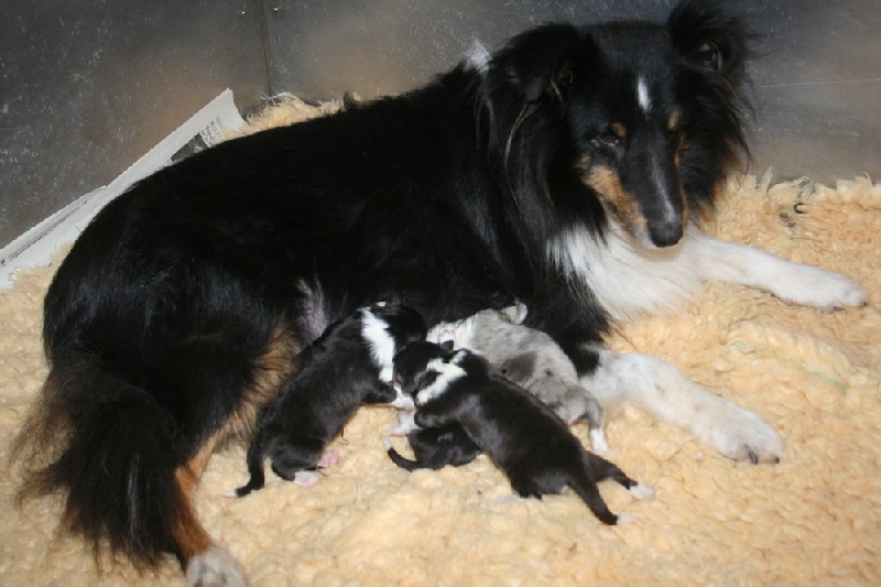 du Domaine de la Salvonière - Shetland Sheepdog - Portée née le 20/10/2011