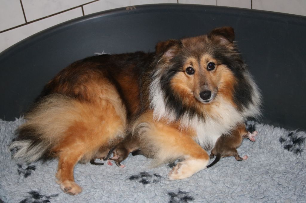 du Domaine de la Salvonière - Shetland Sheepdog - Portée née le 07/10/2019