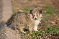 du Domaine de la Salvonière - Shetland Sheepdog - Portée née le 29/09/2020