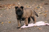 chiot  male collier blanc