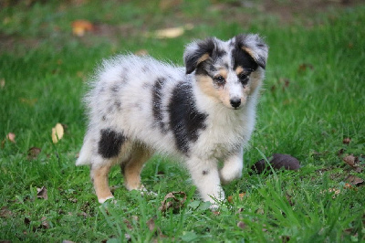 CHIOT femelle bleue merle