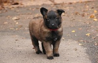 CHIOT femelle collier rouge