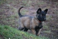 CHIOT femelle collier rouge