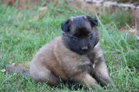 CHIOT Tervueren lignée travail