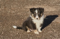 CHIOT male tricolore