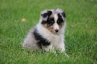 CHIOT male bleu merle