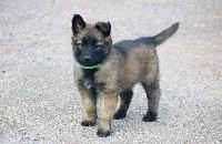 CHIOT male collier vert