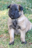 CHIOT Tervueren lignée travail