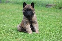 chiot male brun
