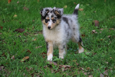 CHIOT male bleu