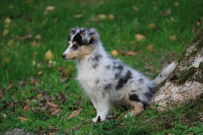 CHIOT femelle bleue merle