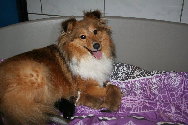 du Domaine de la Salvonière - Shetland Sheepdog - Portée née le 10/02/2015