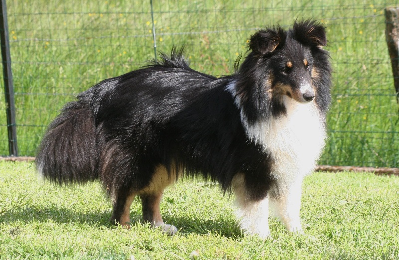 Gaisha sombre Du domaine de beaurecueil