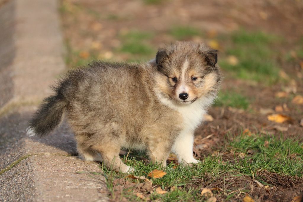 du Domaine de la Salvonière - Shetland Sheepdog - Portée née le 29/09/2020