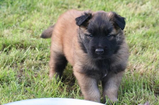 du Domaine de la Salvonière - Berger Belge - Portée née le 16/07/2011