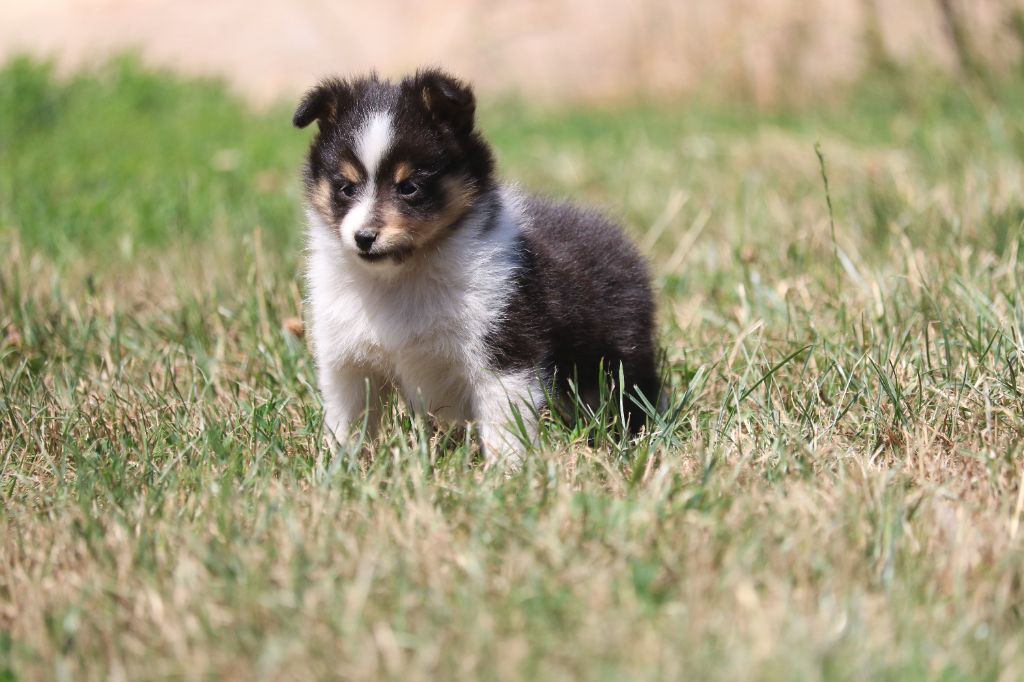 du Domaine de la Salvonière - Chiots disponibles - Shetland Sheepdog
