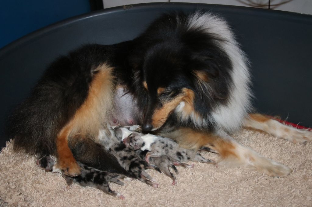 du Domaine de la Salvonière - Shetland Sheepdog - Portée née le 27/05/2019