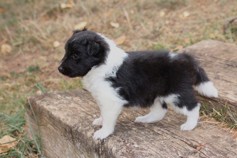 du Domaine de la Salvonière - Shetland Sheepdog - Portée née le 13/07/2015