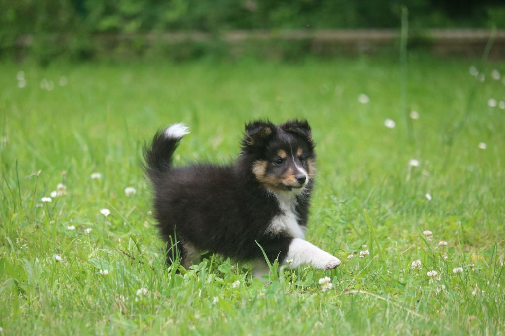 du Domaine de la Salvonière - Shetland Sheepdog - Portée née le 02/05/2024