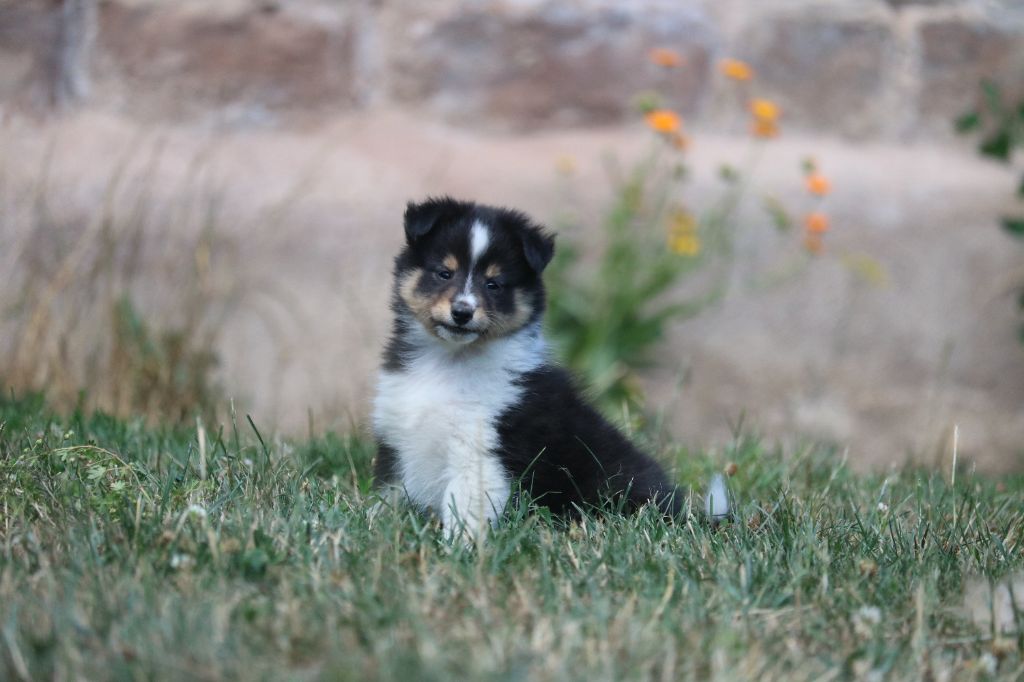 du Domaine de la Salvonière - Chiots disponibles - Shetland Sheepdog