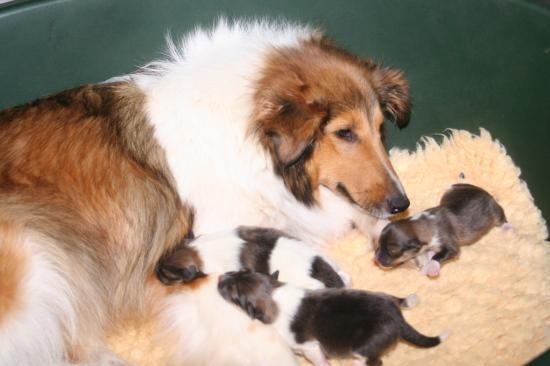 du Domaine de la Salvonière - Shetland Sheepdog - Portée née le 30/07/2011