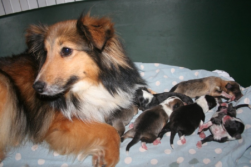 du Domaine de la Salvonière - Shetland Sheepdog - Portée née le 08/12/2010