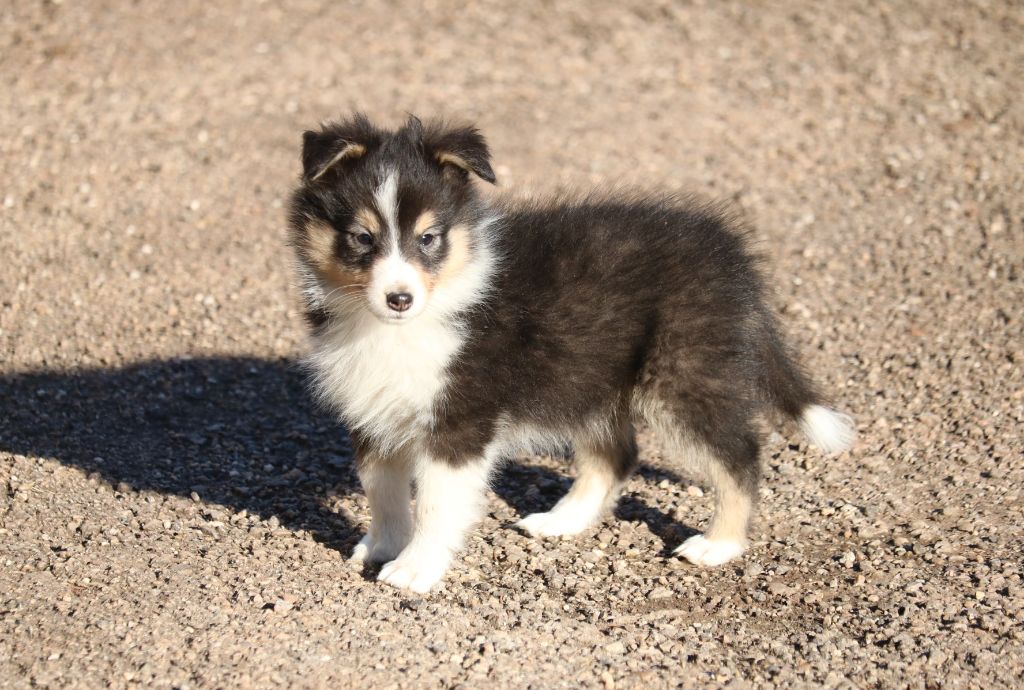 du Domaine de la Salvonière - Shetland Sheepdog - Portée née le 30/09/2021