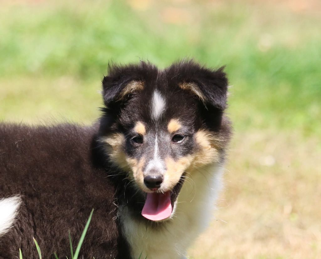 du Domaine de la Salvonière - Chiots disponibles - Shetland Sheepdog
