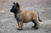 CHIOT male collier vert 