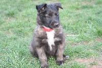CHIOT TERVUEREN