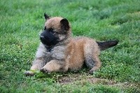 chiot femelle gris