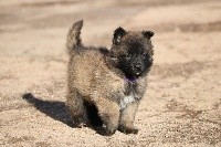 CHIOT femelle collier violet