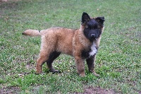 CHIOT tervueren collier brun