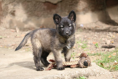 CHIOT femelle blanc