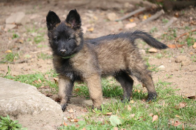 CHIOT femelle bleue