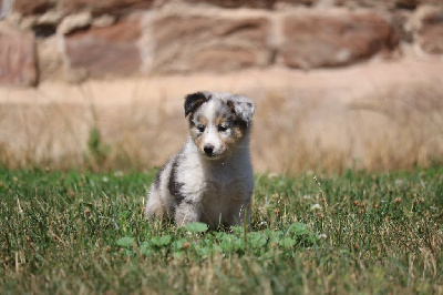 CHIOT 4