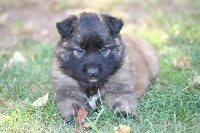 CHIOT Tervueren lignée travail