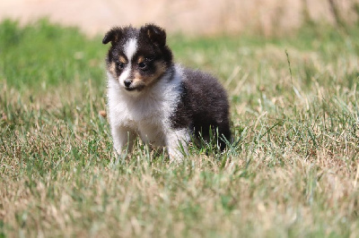 CHIOT 1